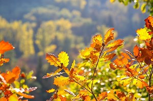 思い出のグリーン・グラス★Green Green Grass of Homeをカタカナで歌ってみよう～トム・ジョーンズ～