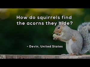 How do squirrels find the acorns they hide?