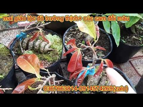 💥Mai giống❤ giảo lộc đỏ Trường Thịnh+cúc tam sắc( cúc cam đổi màu)🧡 0367663814-0914574269(zalo)