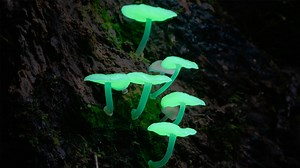 Fungi: Web of Life   Dr. Merlin Sheldrake Q&A