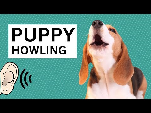 Puppy Dog Howling Sound - Cute Dog Howling