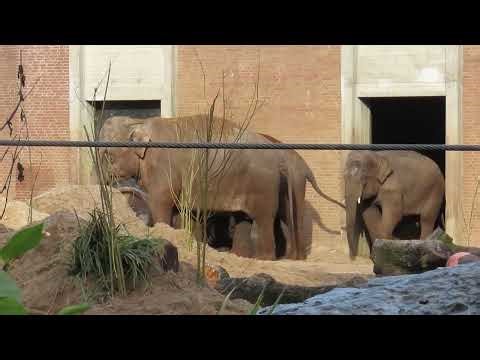 Artis. Drie dagen jong olifantje zet met familie haar eerste stapjes buiten.