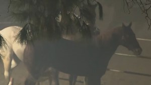 A rapidly moving wildfire in the Pacific Palisades area of Los Angeles has spread to more than 2,900 acres, prompting mandatory immediate evacuations of nearby residents. NewsNation's "Banfield" shares live footage of horses being evacuated, though it's unclear exactly where they're located. #Palisades #Fire #Banfield | NewsNation