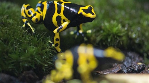 Die tödlichsten Gefahren der Natur: Die Top 5 giftigsten Tiere der Welt