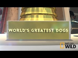 World's Greatest Dogs - Nat Geo WILD