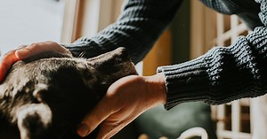 Sd-kaart verraadt gruwel: vrouw uit Eefde had seks met hond