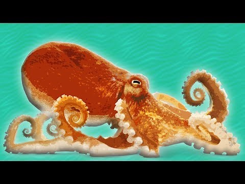 Octopus for Kids || Ocean Animals for Kids