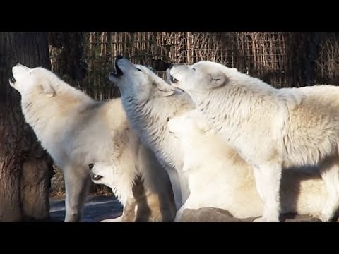 Howling Wolf - White Arctic Pack of Wolves howling together - Great Scene