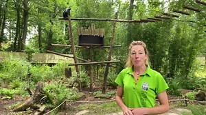 Loslopende apen, hoe werkt dat eigenlijk? 🤔 Dat vroegen Philip Freriks en Maarten van Rossem zich gisteren af in De slimste mens NL! Meer dan de helft van de 300 apen in ons park loopt los tussen de bezoekers. Dierverzorger Nicole legt uit hoe deze apen in hun leefgebieden blijven! Wil ook alles weten van apen, welke soorten loslopen en hoe dat werkt? Kom een dagje apen spotten! Koop nu je tickets en profiteer van onze zomeractie: online kinderkaartjes voor maar €15! Ga naar apenheul.nl/zomer e