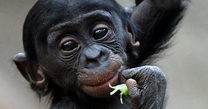 Pratende apen? 'Planet of the Apes is niet zo ver gezocht'