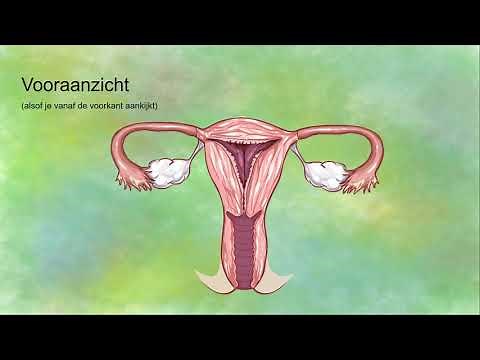 Vrouwelijk voortplantingsorganen