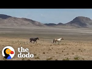 Woman Reunites Bonded Wild Horses | The Dodo
