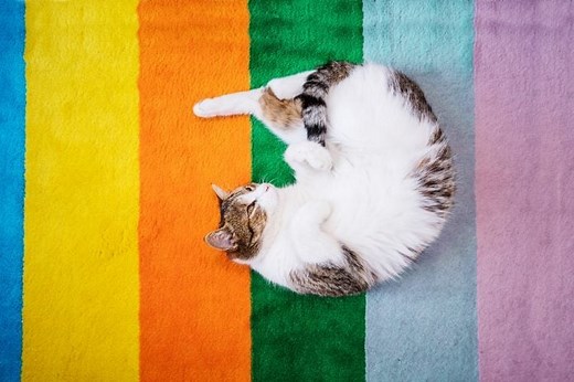 Can Cats See Color?