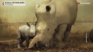 Baby rhino takes first shaky steps at Royal Burgers’ Zoo