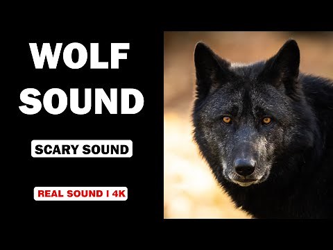 Real Wolf Sounds | High Quality | Terrifying Wolf Sound Experience! | 4K