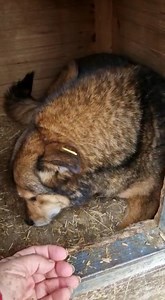 Eigentlich sitzt die süße MARLIES immer nur in ihrem Hüttchen. Seit 2021 hockt sie nun schon ungesehen in Bucov, dabei ist sie eine liebe Hündin, die einfach Schutz und Unterstützung braucht. Liebevolle Zuwendung durfte MARLIES schon lange nicht mehr erfahren, daher ist sie auch vorsichtig. Aber das wedelnde Schwänzchen zeigt genau, wie sie sich über die willkommene Abwechslung freut. Wer einer zurückhaltenden kleinen Hündin wieder Lebensfreude bereiten möchte, ist bei MARLIES an der richtigen S