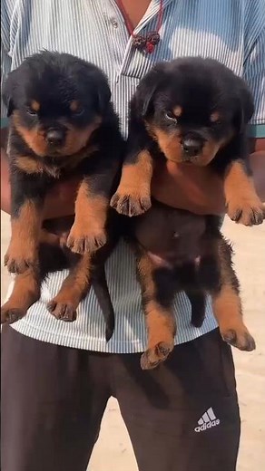 Rottweiler Puppies: The Cutest Showdown