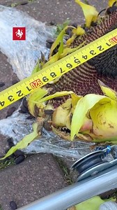 Heeft Jeroen van der Velde uit Enschede de hoogste zonnebloem van de hele wereld? Guineness World Records kwam het zaterdagmiddag meten 👇🌻 | Tubantia