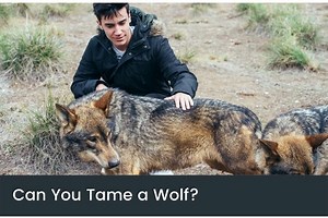 Can You Tame A Wolf? | Why Wolves Aren't Domesticated