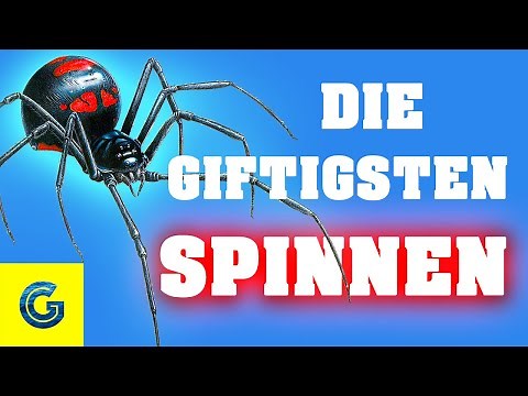 Die giftigsten Spinnen der Welt