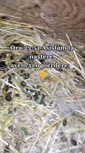 #iepuri #uriasgerman #fy #iepuriandrei #pasiune #pasiune_pentru_iepuri #pui_de_iepure @🐰Iepuri🐰 @iepuri @iepuri @Popescu Florynel @Iepurași.de.calarasi @georgeflorin7735 @Ionuț - Uriaș German! @Iepurii România