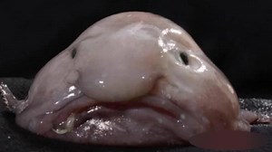 Top 10 Blobvis Weetjes - (NIET) Het lelijkste dier ter wereld?